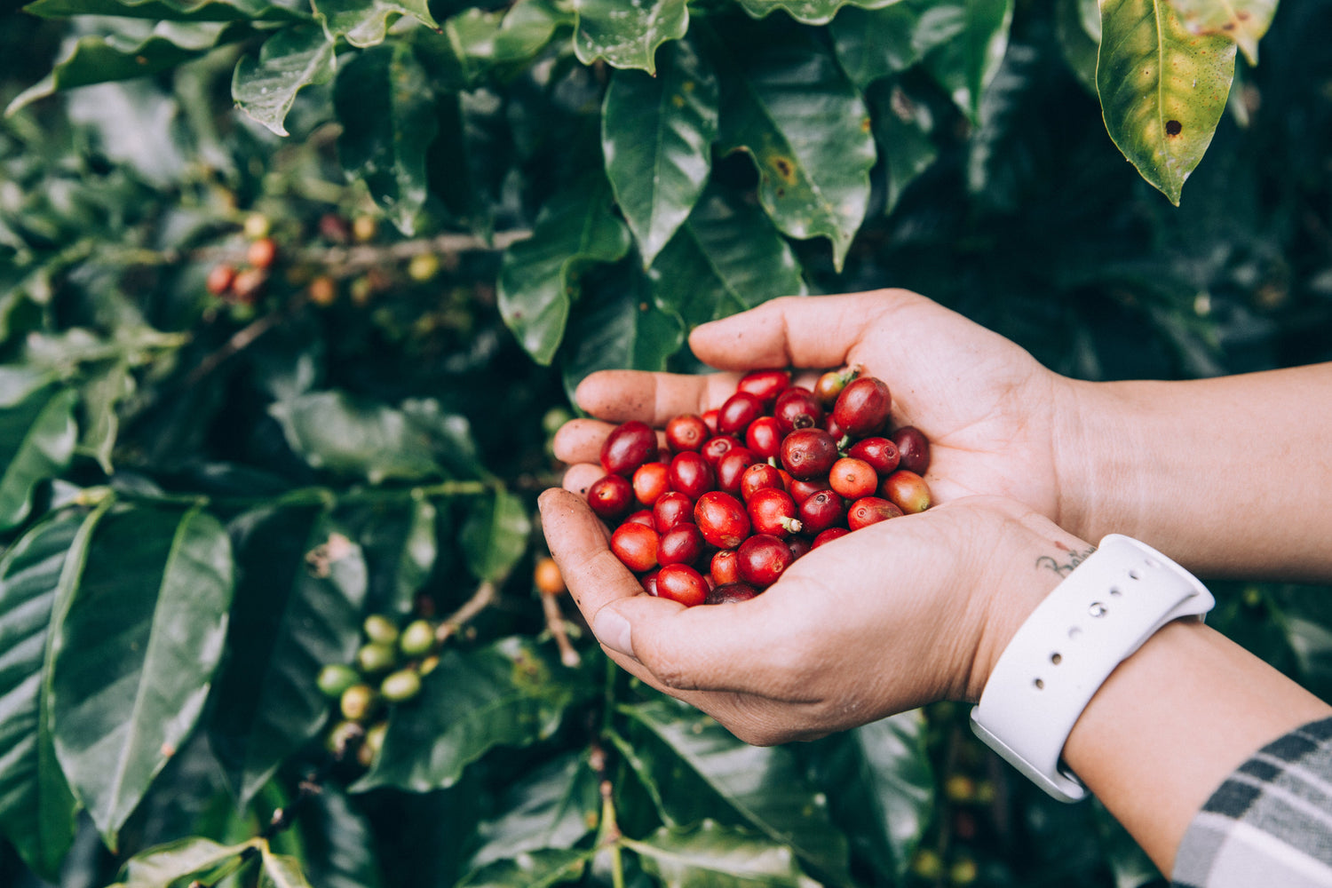 Single Origin